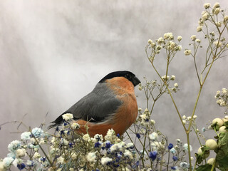 profile of bullfinch and a bouquet  gypsophila flowers on the grey background