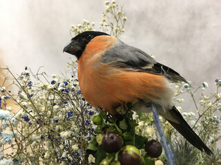 bullfinch and a bouquet  gypsophila flowers on the grey background
