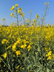 Fototapeta premium Field with yellow flowers without people in spring
