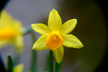 gelbe Narzisse 