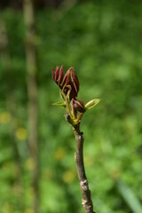 Baumknospen