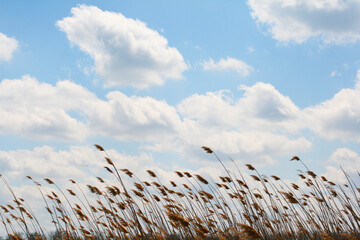 reeds in the wind