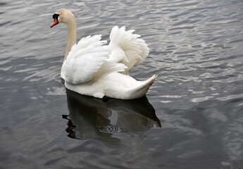 Łabędzie Na Wodzie. Ptaki Pływają W Jeziorze © Iwona