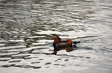 Bielawa, kaczka Mandarynka plywajaca na wodzie © Iwona