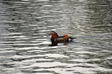 Bielawa, kaczka Mandarynka plywajaca na wodzie © Iwona