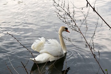 Łabędzie Na Wodzie. Ptaki Pływają W Jeziorze © Iwona