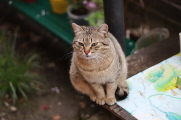 portrait of a beautiful cat