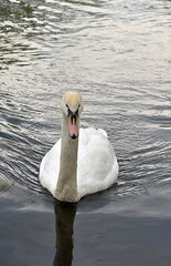 Łabędzie Na Wodzie. Ptaki Pływają W Jeziorze © Iwona