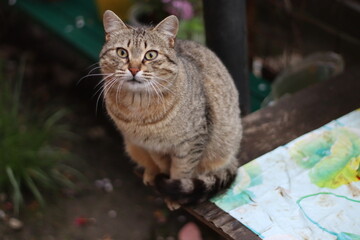 portrait of a beautiful cat