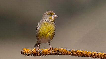 Common Linnet standing on branch