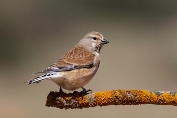 Common Linnet standing on branch