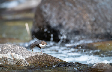 white-throated dipper on a rock in the mountain river

