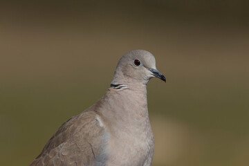 Eurasian Collared Dove with green background