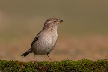 House Sparrow standing on moss