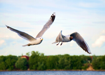 Gulls