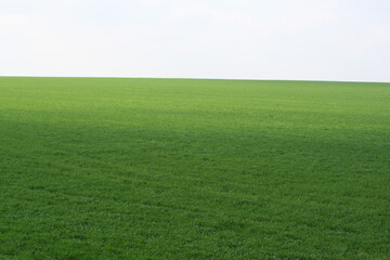 green grass and blue sky