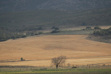 Fototapeta premium Wild land and Farm in South Africa