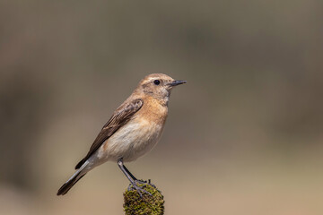 standing on mossy branch Northern Wheatear 