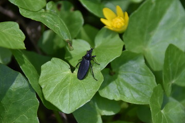 Butterblume mit Käfer