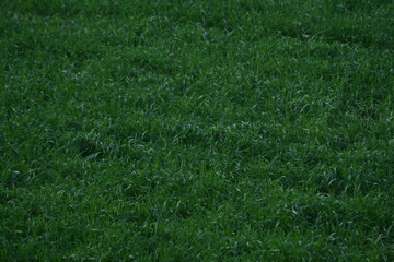 green grass texture