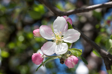 Apple blossoms  41