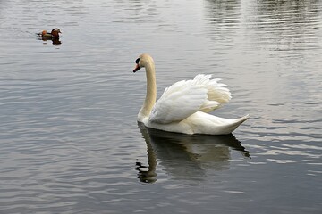 Zabujały białe łabędzie na wodzie