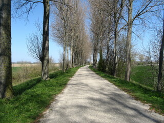 a beautiful dutch rural landscape in zeeland with a road with long popular trees at a day with clear weather in the dutch countryside in springtime
