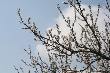 branches against blue sky
