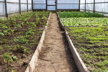 Greenhouse with a variety of plants: tomato, green onion, parsley, radish, dill, garlic.