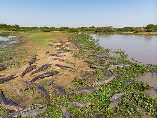 Jacarés, Caiman yacare na tanspantaneira, pantanal do Mato Grosso, Brasil