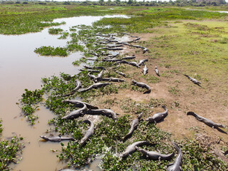 Jacarés, Caiman yacare na tanspantaneira, pantanal do Mato Grosso, Brasil