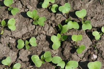 plant in the ground