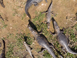 Jacarés, Caiman yacare na tanspantaneira, pantanal do Mato Grosso, Brasil