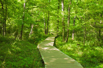 Obraz premium forest boardwalk