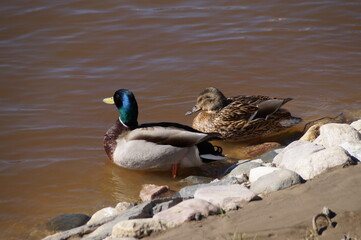 duck on the water