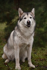 A beautiful dog of breed Alaskan Malamute, Husky, sits under a green Christmas tree