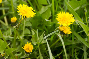 yellow dandelion in green grass © Paulina