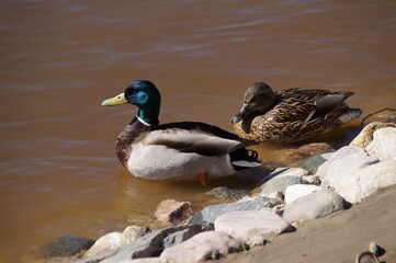 duck and ducklings