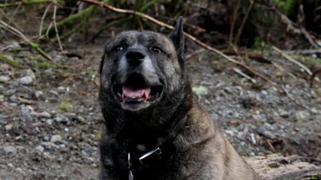 Happy dog looking and roaming around in the woods