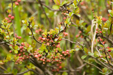 red flowers of blooming quince on a background of branches © Paulina