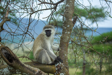 white vervet monkey in tree