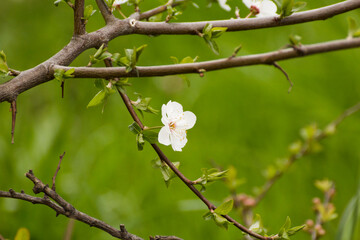 white flowers of the blooming mirabelle fruit tree © Paulina