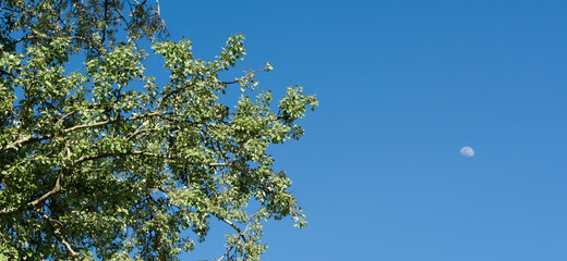 From below amazing view of high verdant tree in forest and blue sky with moon in background