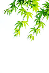 Fototapeta na wymiar Japanese Maple in Spring
