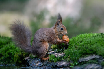 Naklejka na ściany i meble Eurasian red squirrel (Sciurus vulgaris) eating a walnut in the forest of Noord Brabant in the Netherlands.