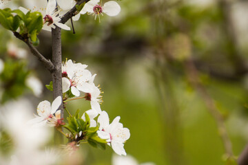 white flowers of the blooming mirabelle fruit tree © Paulina
