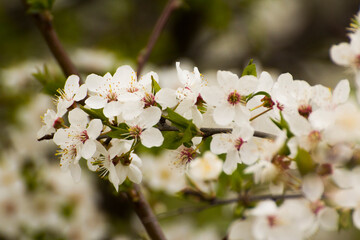 white flowers of the blooming mirabelle fruit tree © Paulina