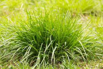 green grass on a green meadow © Paulina