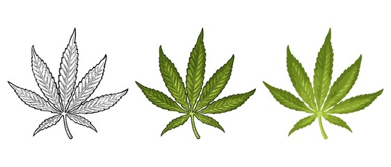 Marijuana mature plant with leaves and buds. Vector engraving illustration