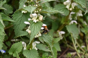 kwitnace zielone pokrzywy pokrzywy i owady wiosna © Iwona